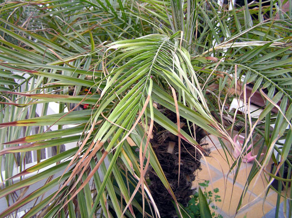 [Foto de planta, jardin, jardineria]