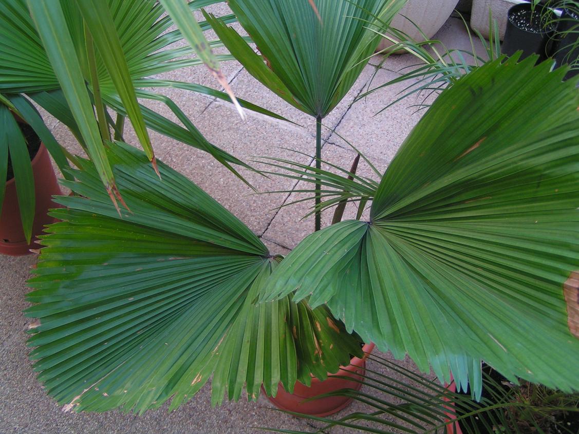 [Foto de planta, jardin, jardineria]