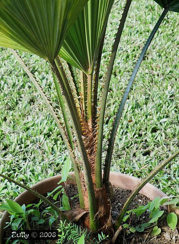 [Foto de planta, jardin, jardineria]