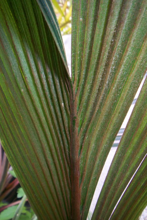 [Foto de planta, jardin, jardineria]