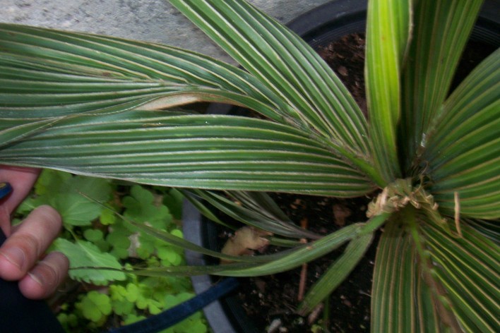 [Foto de planta, jardin, jardineria]