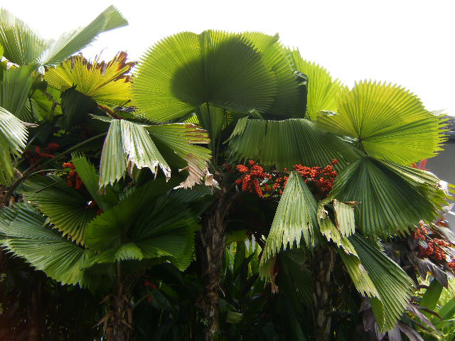 [Foto de planta, jardin, jardineria]