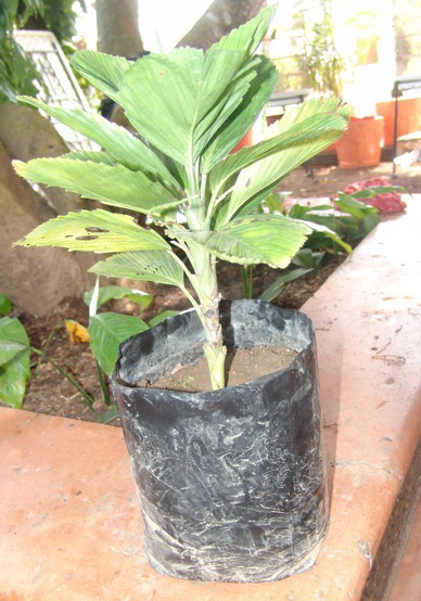 [Foto de planta, jardin, jardineria]