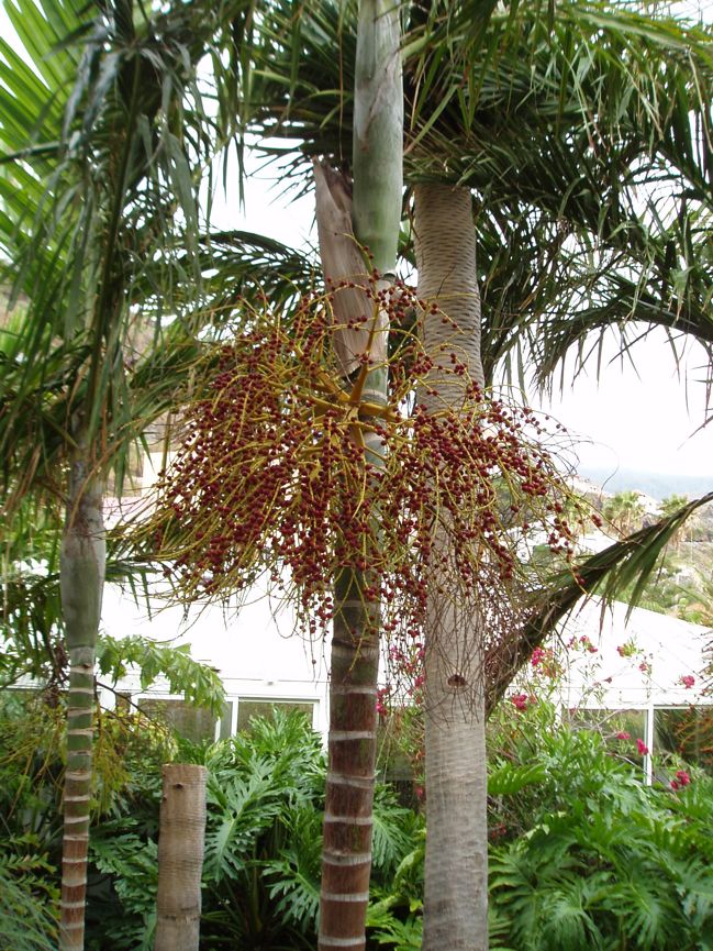 [Foto de planta, jardin, jardineria]