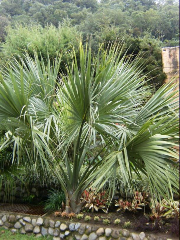 [Foto de planta, jardin, jardineria]