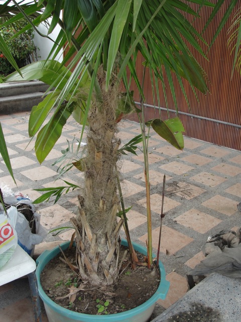 [Foto de planta, jardin, jardineria]