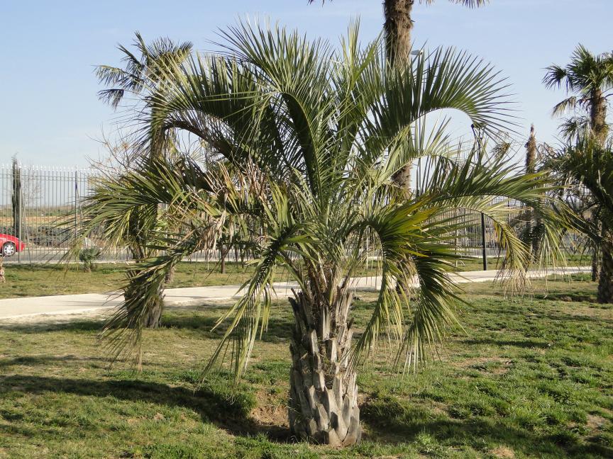 [Foto de planta, jardin, jardineria]