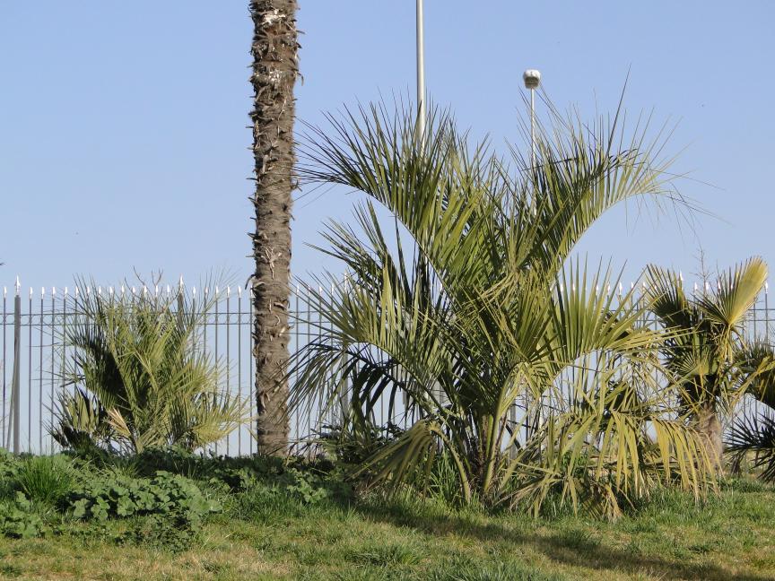 [Foto de planta, jardin, jardineria]