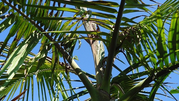 [Foto de planta, jardin, jardineria]