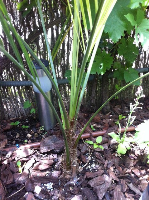 [Foto de planta, jardin, jardineria]