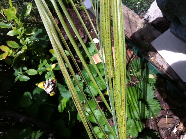 [Foto de planta, jardin, jardineria]