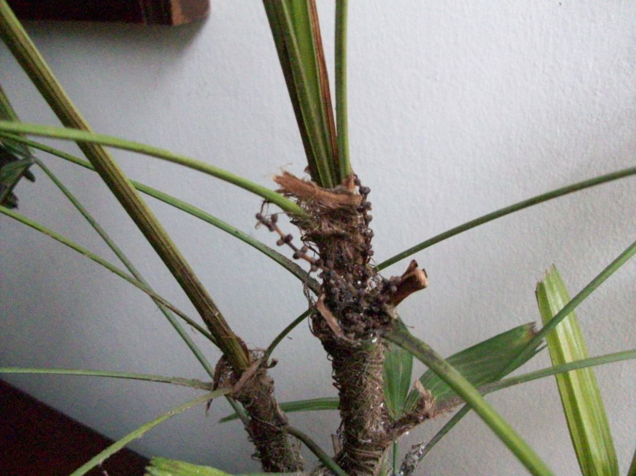 [Foto de planta, jardin, jardineria]