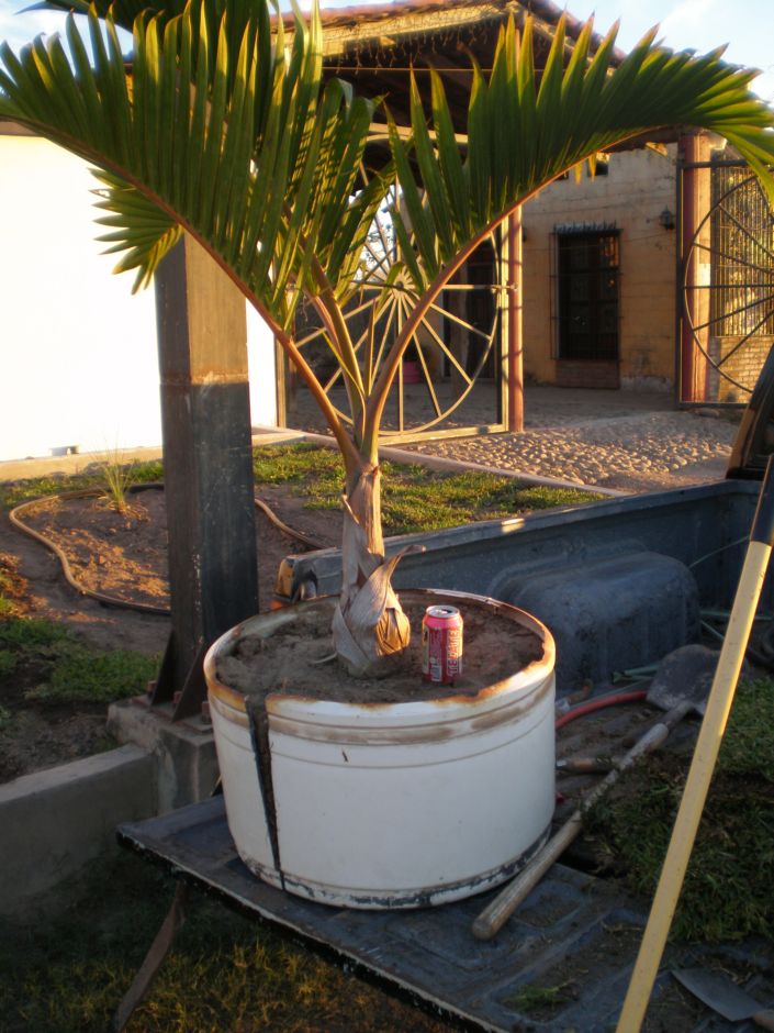 [Foto de planta, jardin, jardineria]