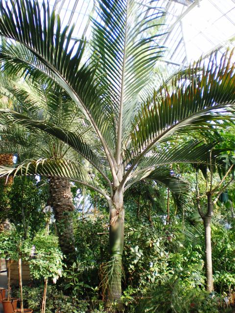 [Foto de planta, jardin, jardineria]