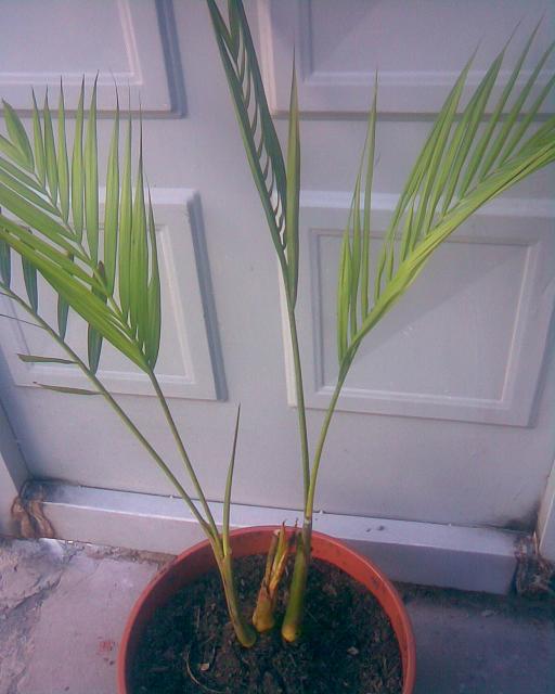 [Foto de planta, jardin, jardineria]