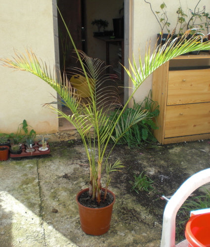 [Foto de planta, jardin, jardineria]