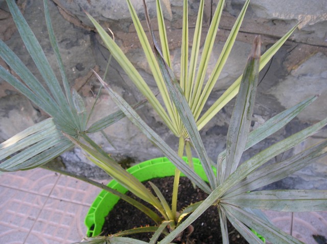 [Foto de planta, jardin, jardineria]