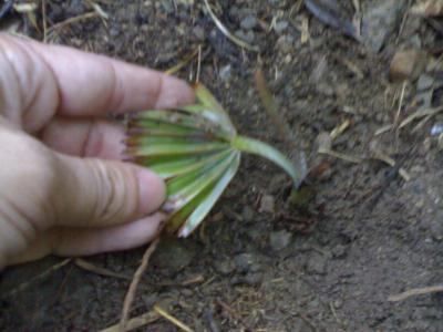 [Foto de planta, jardin, jardineria]