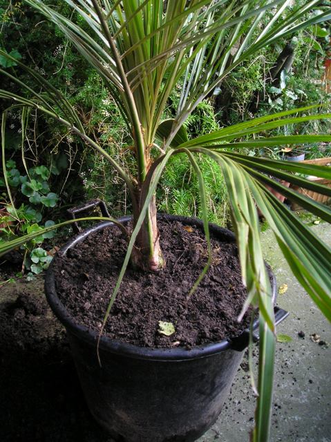 [Foto de planta, jardin, jardineria]