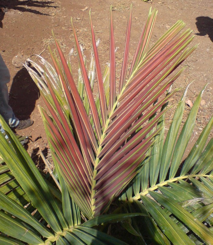 [Foto de planta, jardin, jardineria]