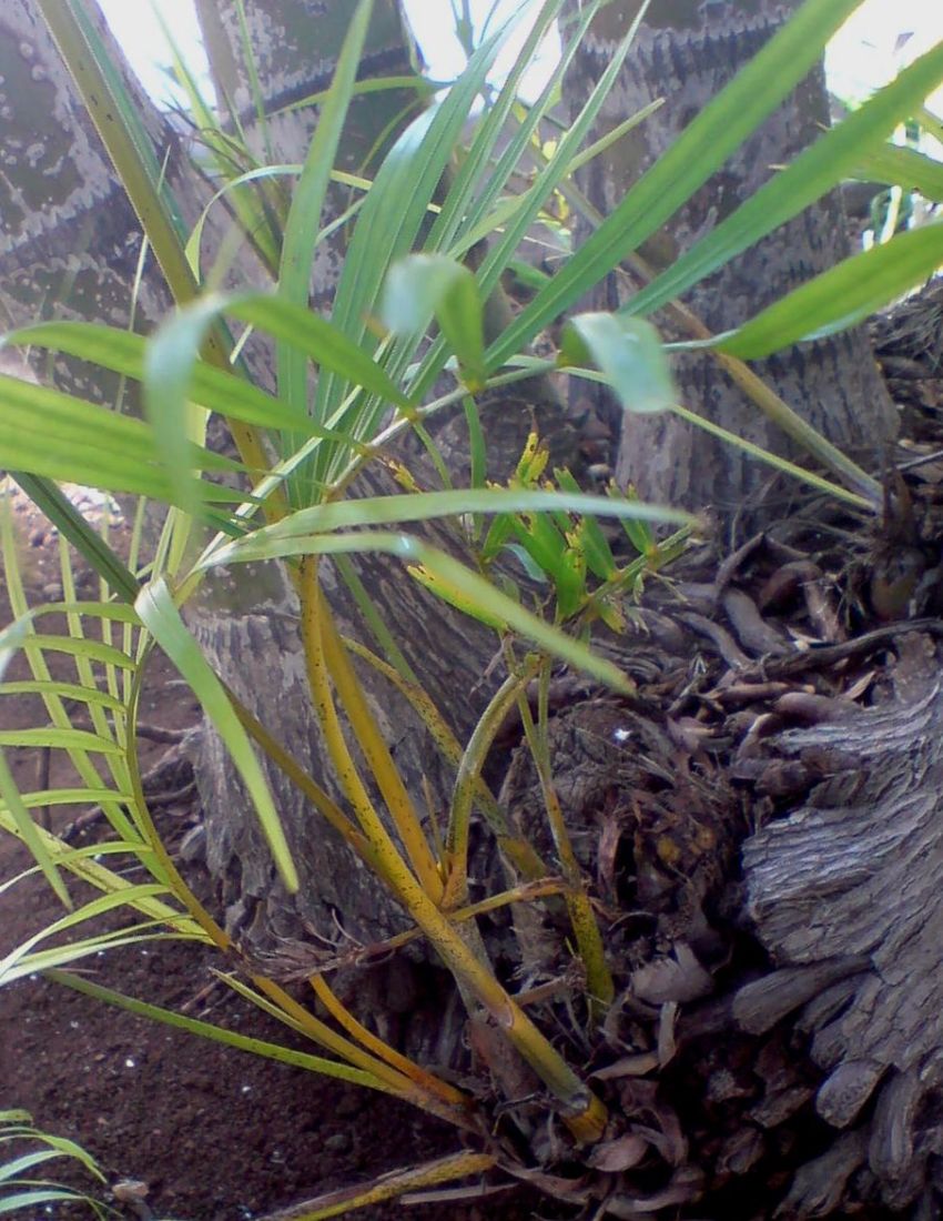 [Foto de planta, jardin, jardineria]