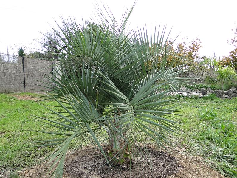 [Foto de planta, jardin, jardineria]