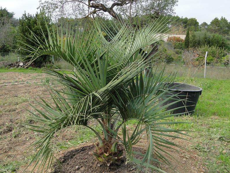 [Foto de planta, jardin, jardineria]