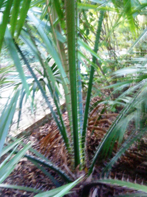 [Foto de planta, jardin, jardineria]