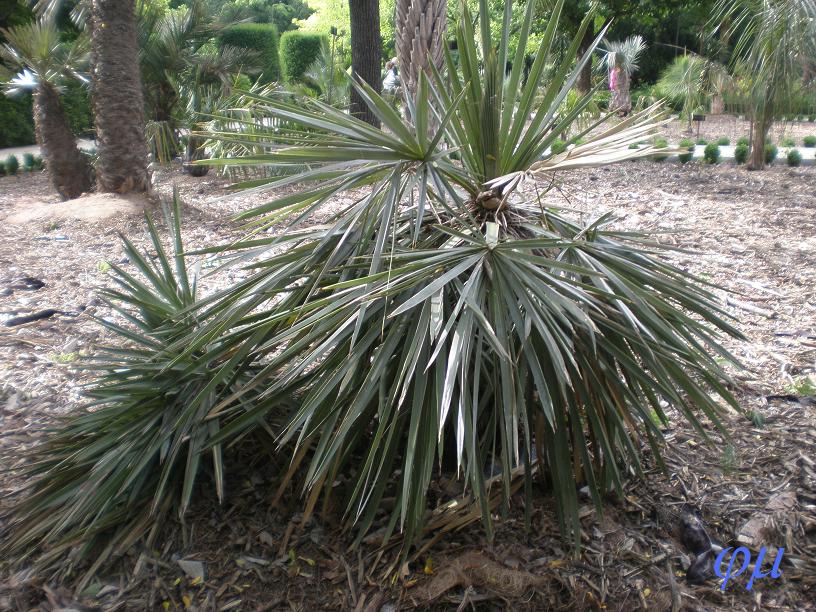 [Foto de planta, jardin, jardineria]