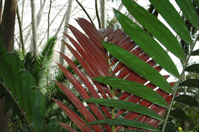 [Foto de planta, jardin, jardineria]