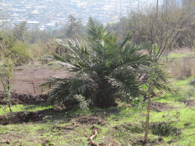 [Foto de planta, jardin, jardineria]