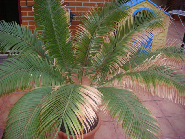 [Foto de planta, jardin, jardineria]