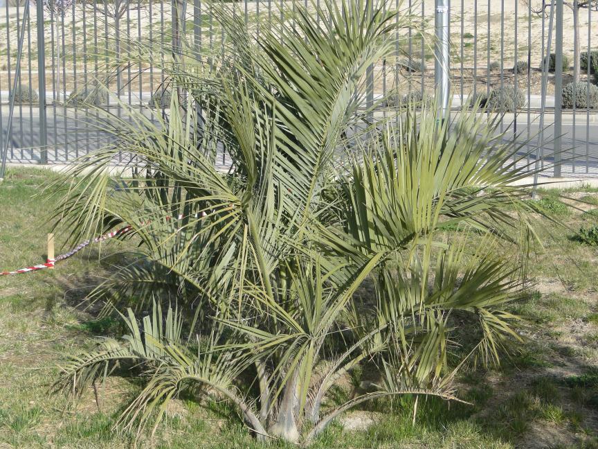 [Foto de planta, jardin, jardineria]