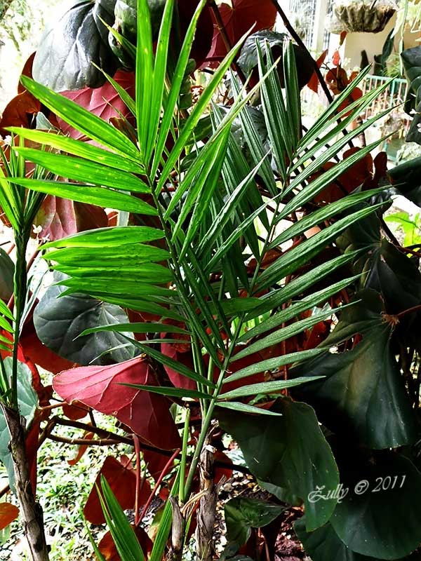 [Foto de planta, jardin, jardineria]