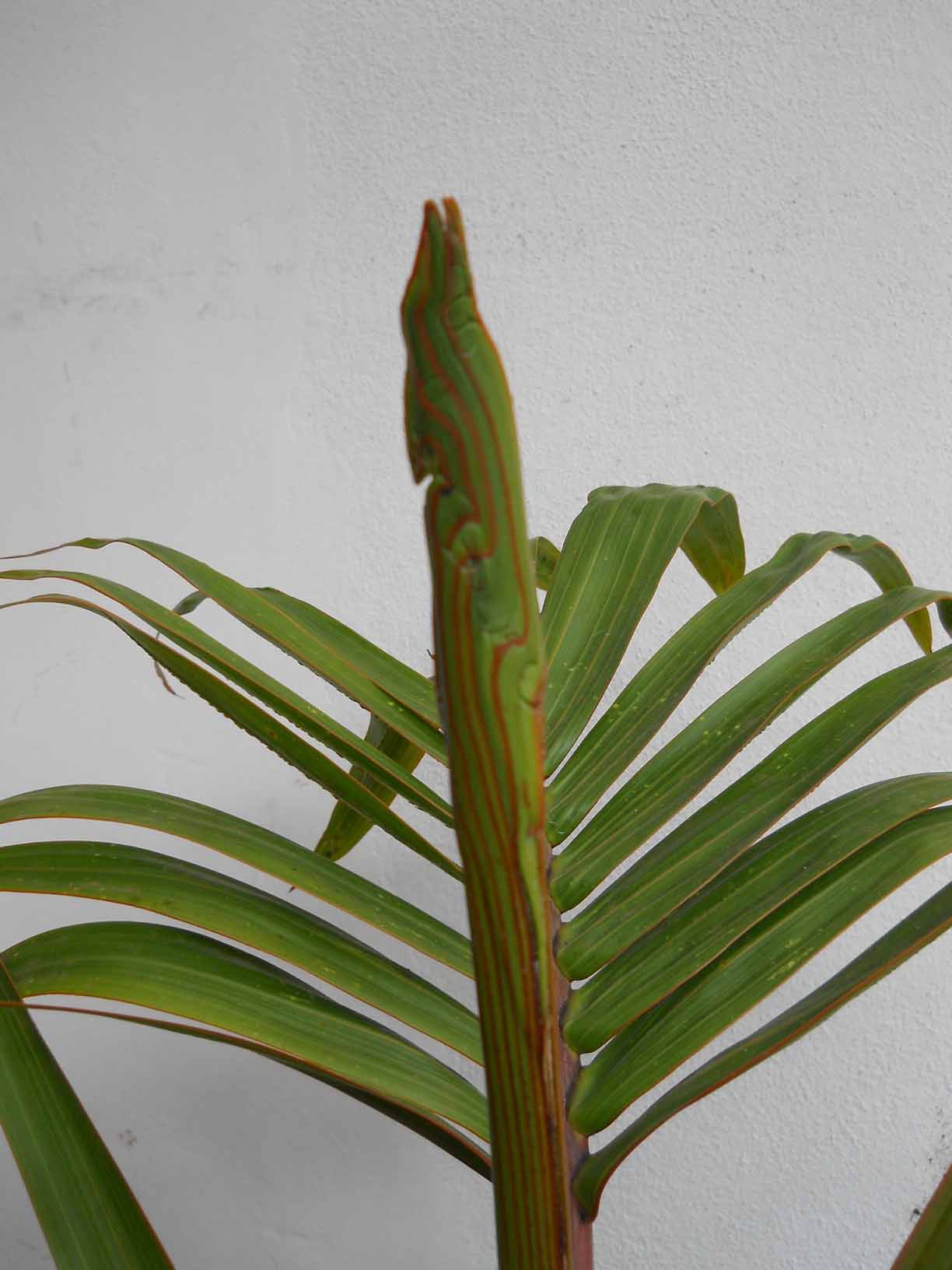 [Foto de planta, jardin, jardineria]