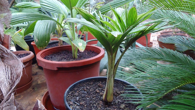 [Foto de planta, jardin, jardineria]