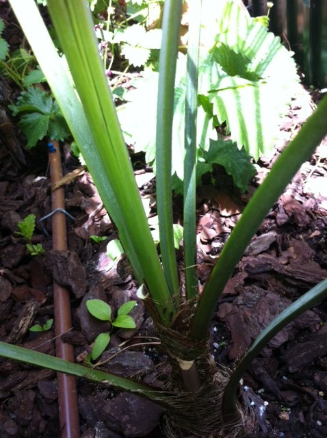 [Foto de planta, jardin, jardineria]