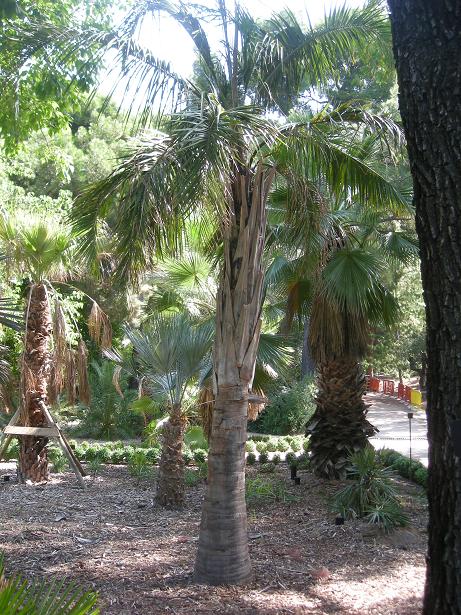 [Foto de planta, jardin, jardineria]