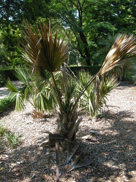 [Foto de planta, jardin, jardineria]