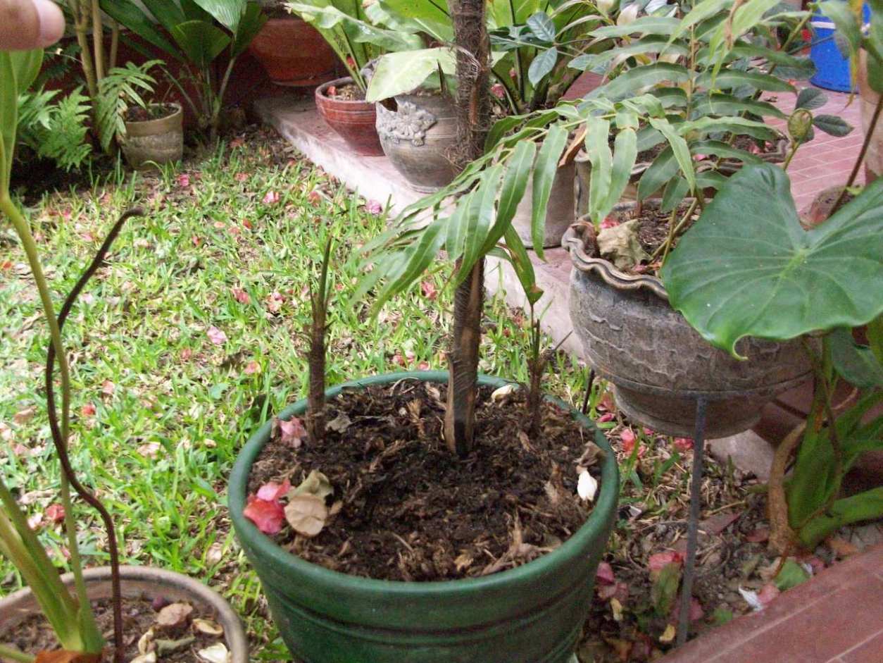 [Foto de planta, jardin, jardineria]