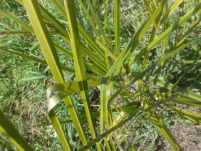 [Foto de planta, jardin, jardineria]