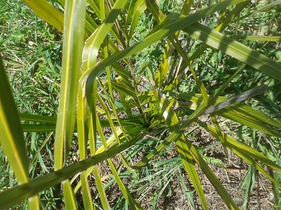 [Foto de planta, jardin, jardineria]