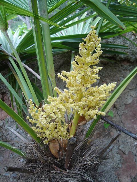 [Foto de planta, jardin, jardineria]