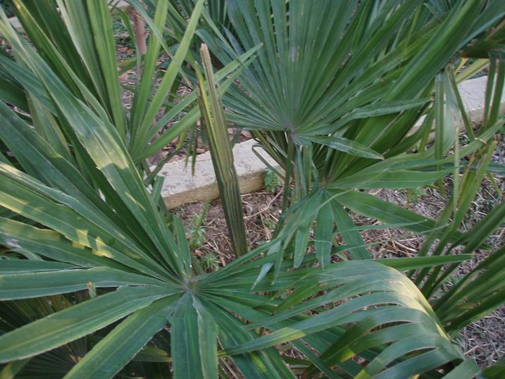 [Foto de planta, jardin, jardineria]