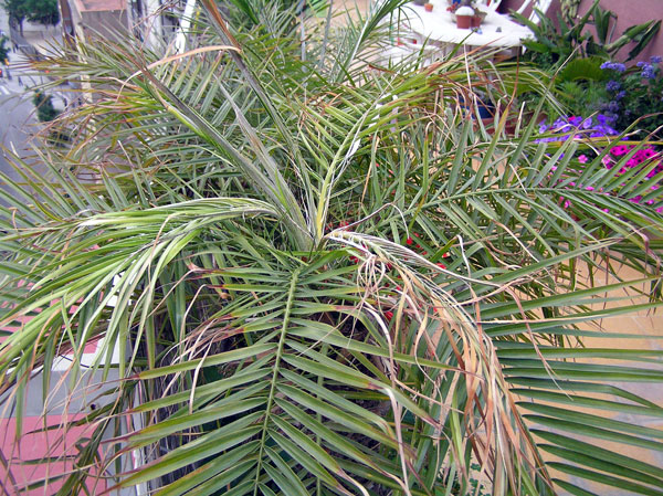 [Foto de planta, jardin, jardineria]