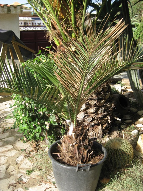 [Foto de planta, jardin, jardineria]