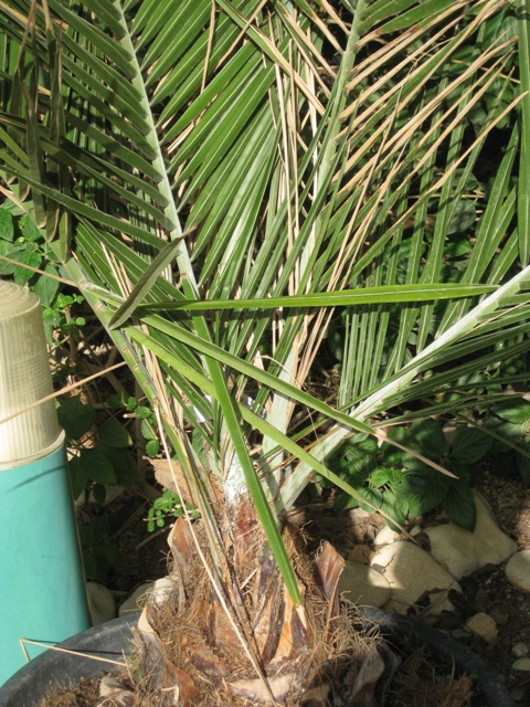 [Foto de planta, jardin, jardineria]