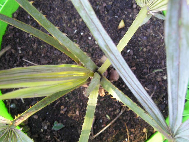 [Foto de planta, jardin, jardineria]