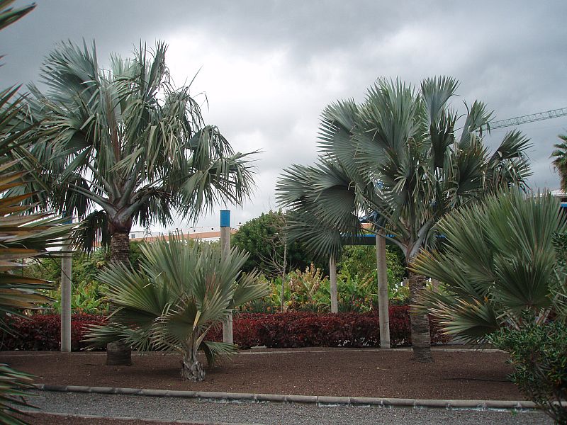 [Foto de planta, jardin, jardineria]