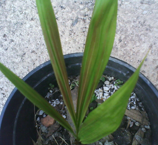 [Foto de planta, jardin, jardineria]